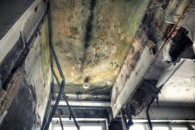 Best Basement Mold Removal  in Greenwood Village, CO